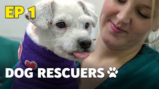 The Dog Rescuers Hospital Heroes  Episode 1  Full Documentary [upl. by Introk]