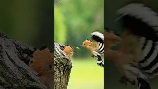 Eurasian Hoopoe Sounds ❤️ 4 [upl. by Culosio]