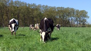 Lélevage bio des vaches laitières à la Bergerie nationale [upl. by Zach]