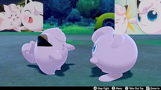 Jigglypuff amp Clefairy Fighting In Camp with annotations amp Jerry chants  Pokemon Sword amp Shield [upl. by Thanos]