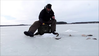 Ahventa pilkillä Ice fishing perch in gulf of Finland [upl. by Wadsworth]