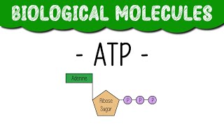 A Level Biology quotATPquot [upl. by Frazer968]