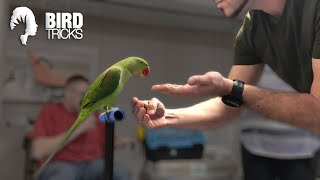 How to Get a Bird To Like Other People  Alexandrine Parakeet [upl. by Hairej]