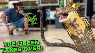 QUEEN COBRA TAKES OVER  NEW RESCUE FISH [upl. by Wendalyn59]