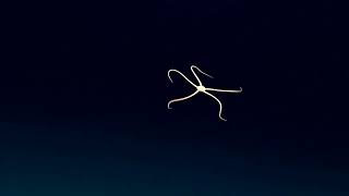 Swimming Brittle Star Windows to the Deep 2018 [upl. by Tahmosh]