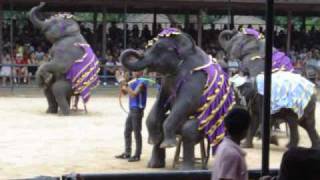 Elephant Show [upl. by Eugenia12]