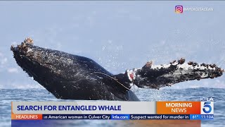 Rescuers search for entangled whale off Orange County coast [upl. by Anastase]