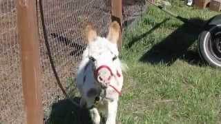 Baby donkey braying for the first time [upl. by Nelle]