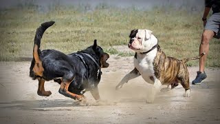 Rottweiler VS American BullDog [upl. by Daas879]