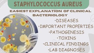 Staphylococcus Aureus Clinical Bacteriology Microbiology All about SAureus mbbslecture micro [upl. by Flodnar]