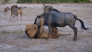 Sekoti attacks quickly and hunts a wildebeest IMPRESSIVE [upl. by Ulphi577]