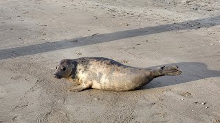 Robbe am Strand Blavand [upl. by The]