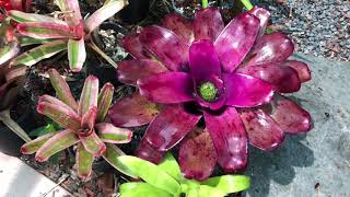 No 1 NOT TO DO FOR BROMELIAD CARE amp Purple Surprize [upl. by Buchheim]