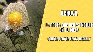 Descubre la Uchuva Propiedades Medicinales que No Puedes Ignorar [upl. by Nnyl]