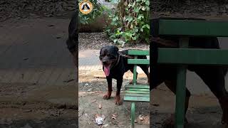 Rottweiler Bubzee Meeting Ke Liye Hua Pareshan shorts namitaology jehampzoey [upl. by Driscoll]