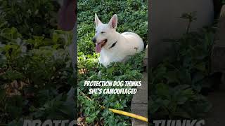 Mattie the protectiondog whitegsd thinks she is camouflaged youtubeshorts youtube [upl. by Hance591]