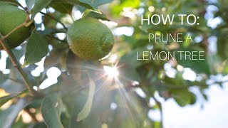 How To Prune a Lemon Tree [upl. by Ridinger147]