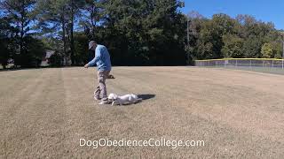 Bauer Maltipoo puppy Dog Training Class in Germantown TN [upl. by Enelav]