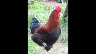 Marans Raum Glovelier 1572012 [upl. by Kaylyn]