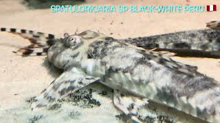 Spatuloricaria sp BLACKWHITE PERU 🇵🇪 [upl. by Queridas881]