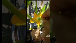 Hand pollinating squash for MAXIMUM yields in your garden 😊 [upl. by Ardnaed]