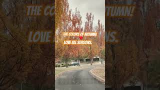 Love all seasons autumn reggae music newmusic usethissound livemusic lawgivermusic [upl. by Asseram]