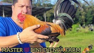 DINI CUENCA Best Big Farm In The Philippines  Beautiful Show Birds For Fiestag 2024 [upl. by Einoj544]