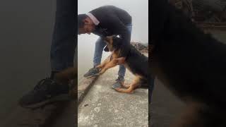 German Shepherd dog is very smart dog germansheparddog [upl. by Riehl422]