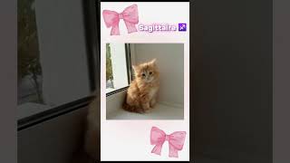 Ton chaton selon ton signe astro [upl. by Cresida]