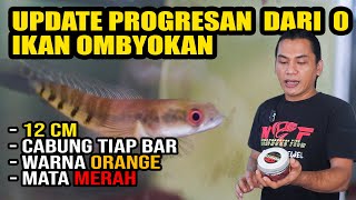 IKAN OMBYOKAN‼️UPDATE HASIL PROGRESAN 1 BULAN [upl. by Namzaj]