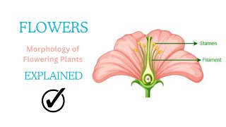 Flowers 🌺🌺morphology of flowering plants Placentation class 11th [upl. by Yenoh]