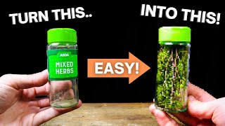 How To Turn a Spice Jar Into a MINI ECOSYSTEM [upl. by Namyac]