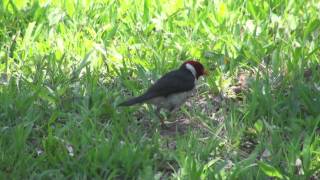 Cardenilla Paroaria capitata VOCES [upl. by Neyuh]