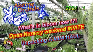 Akerne Orchids 20241 🌸 Whats in bloom now 🌸 Open Nursery weekend INVITE 🌸 Unpacking a MINI HAUL [upl. by Ardnuaed27]