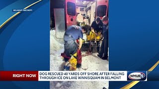 Dog rescued after falling through ice in Belmont [upl. by Aliek]