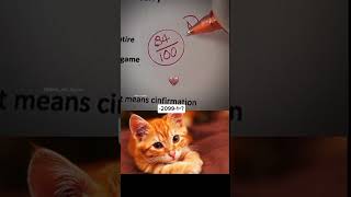 20991 shorts cat memes funny viralshorts trending latest popular [upl. by Eicyac883]