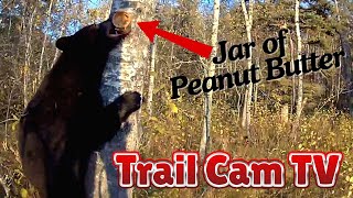 Trail Camera  A Jar of Peanut Butter on a Tree in the Woods  Heres What Happened [upl. by Myrta]