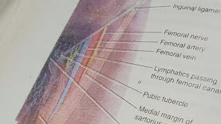 HDF is liveFemoral artery in femoral triangle [upl. by Attelahs361]