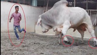 Big Cow Farm in Bangladesh  sadeeq agro farm  Brahman Bull  Big Cow [upl. by North]