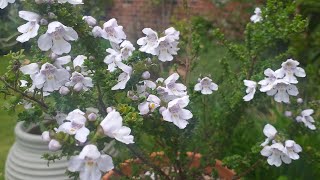 Prostanthera cuneata Alpine Mint Bush [upl. by Ednutabab]