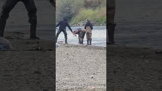 Returning a huge salmon caught by fishingI ❤️ salmon fishing Vedder river Canada 🇨🇦 8 [upl. by Allemahs]