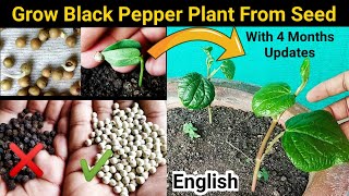 How to grow Black Pepper from Right seeds  Farmers SECREAT method reveled [upl. by Durarte]