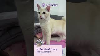 Cat Hotel amp Pet Boarding at Penang with PetBacker Cat Sitter 🐾 [upl. by Doty642]