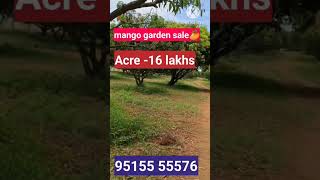 5 borewells Andhra Pradesh madanapalli  35 Acres pomegranate 15 Acres mango garden [upl. by Nilre912]