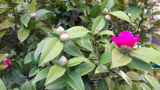 Camellia Japonica and Cherry blossom [upl. by Nnaycnan]