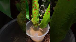 Phelsuma Grandis enjoying some Pangea daygecko reptileenclosure [upl. by Teresina196]