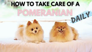 How To Take Care Of A Pomeranian Daily  Ultimate New Pom Owners Guide [upl. by Enyaht]