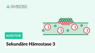 Sekundäre Hämostase  Teil 3  Gerinnung an negativen Oberflächen  Vitamin K  AMBOSS Auditor [upl. by Stephenson]