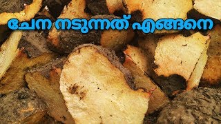 ചേന മുറിച്ച് നടുന്നത് എങ്ങനെ [upl. by Lucey]