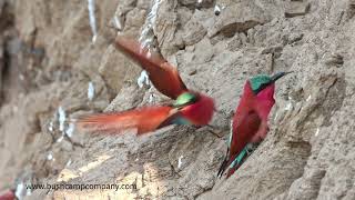 Carmine bee eaters in South Luangwa [upl. by Haff]